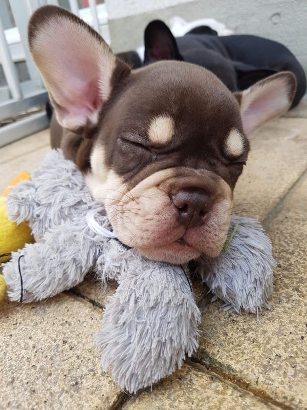 cuccioli di Bulldog Francese  ( Gratis )