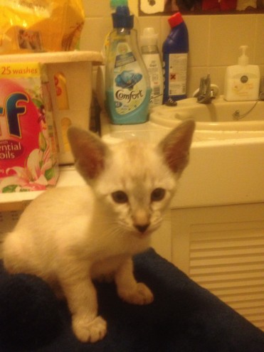  Regalo Gattini di razza Siamese  Gattini di razza Siamese e Orientale , bellissimi, di alta genealo