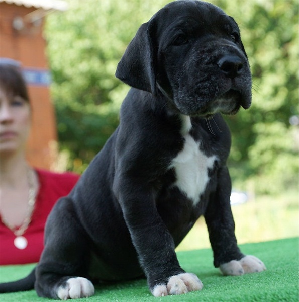 Adorabili cuccioli Alano femminucce e maschietti disponibili