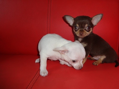 Regalo Cucciolo di chihuahua in pronta consegna i cuccioli verranno Dato dopo 90 giorni dalla nascit