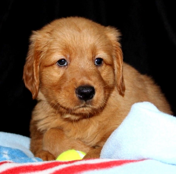 REGALO Golden retriver cuccioli