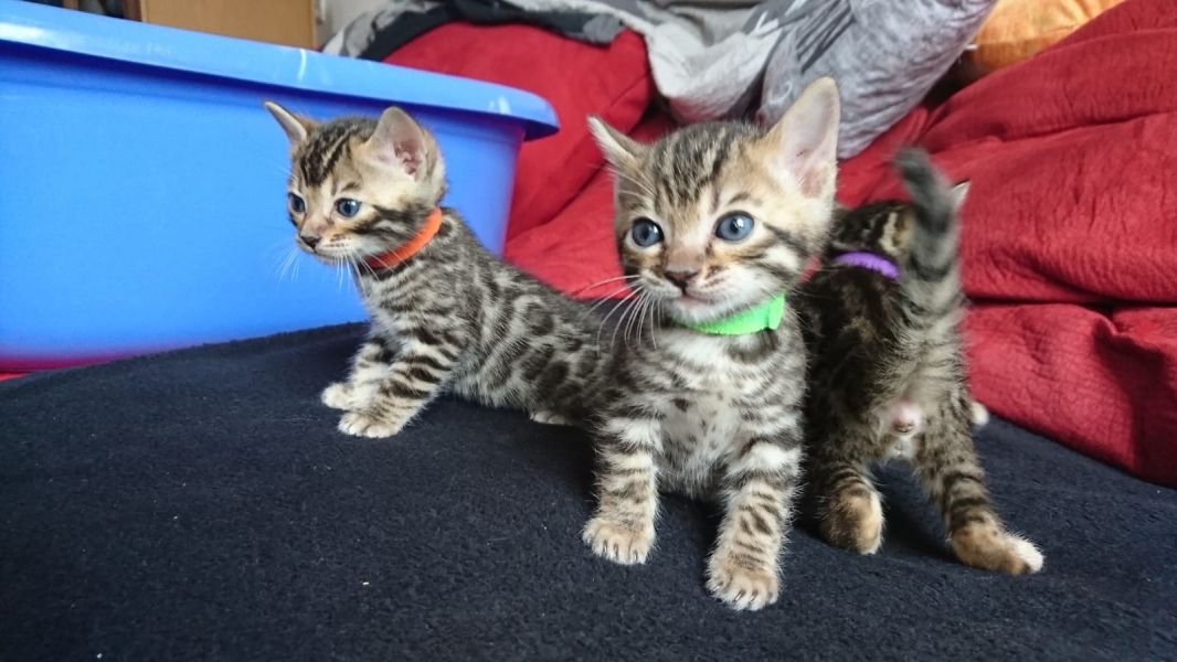  gattini Savannah   per adozione ( regalo  )