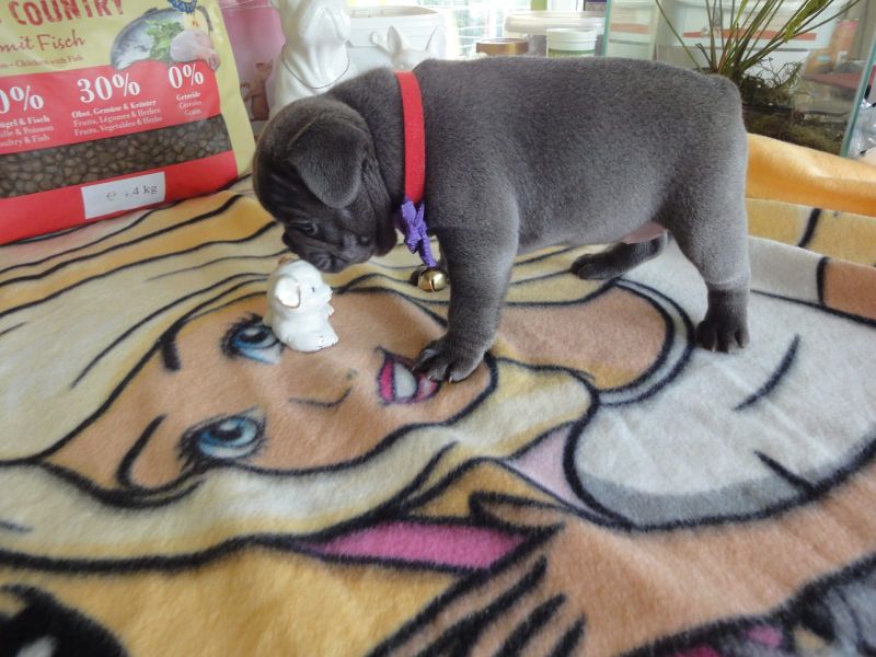 Bouledogue bulldog francese cuccioli disponibili