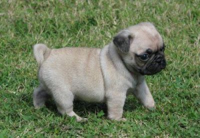 Nero cuccioli carlino in vendita