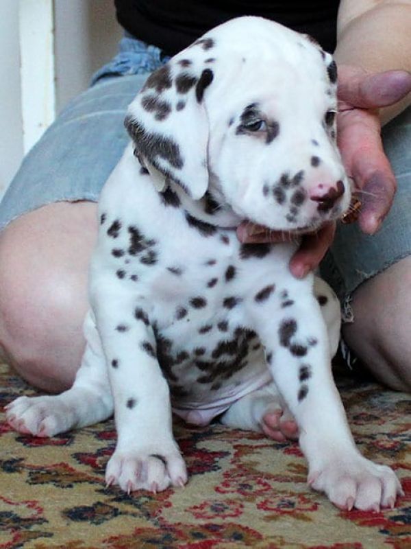 Bella e sani cuccioli di dalmata per adozione 