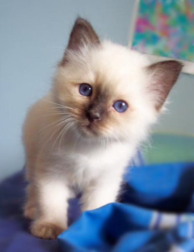 Gattino bambino Siamese