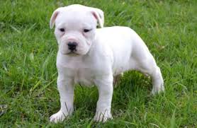Adorali cuccioli di AMERICANO PITBULL femminucce e maschietti disponibili per l'adozione gratuita i 