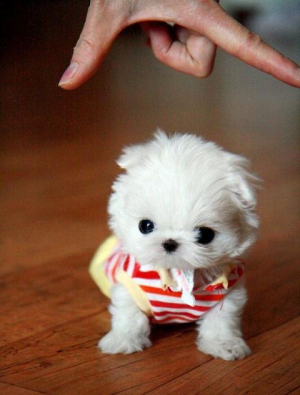 Dolce cuccioli di  maltese toy  in cerca di una nuova casa.