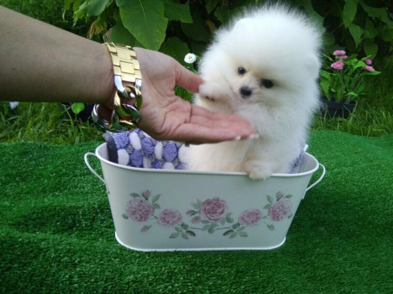 Spitz tedesco piccolo/volpino di pomerania 
