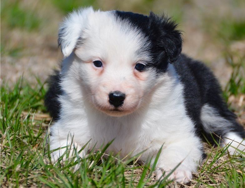 Regalo Cucciolo di Border collie in pronta consegna
