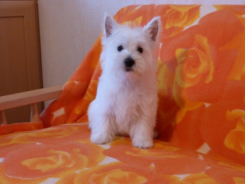 Cuccioli di West highland per adozione ( maschio e femmina )