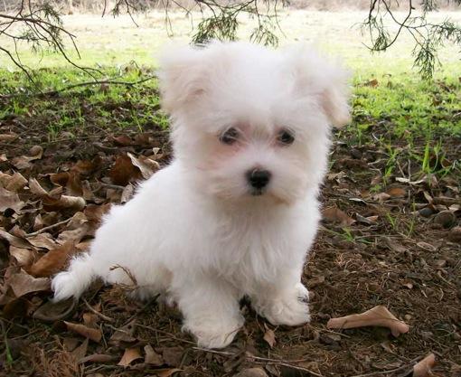 REGALO MALTESE CUCCIOLI DISPONIBLE PER L'ADOZIONE  Adorabili cuccioli di Maltese femminucce e maschi