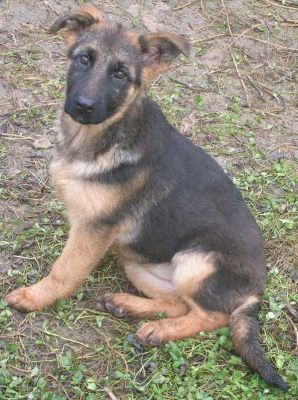 cuccioli Pastore tedesco pronti subito
