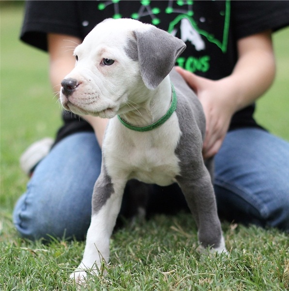 Regalo Cucciolo di pitbull in pronta consegna i cuccioli verranno Dato dopo 90 giorni dalla nascita,