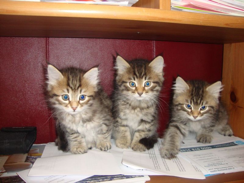 Gattini siberiani affettuosa.