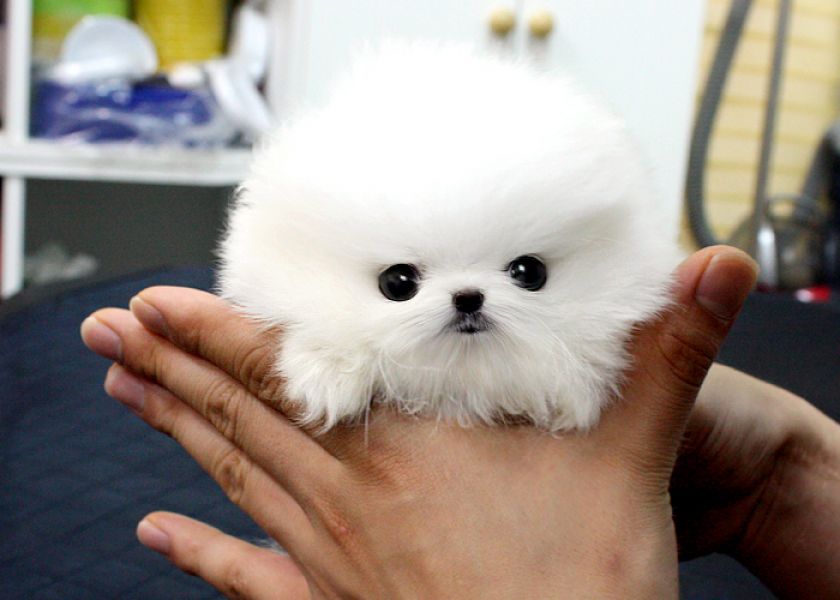  Cuccioletto di spitz di pomerania 