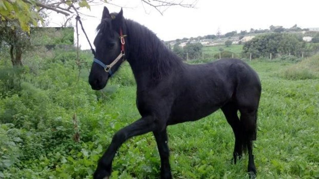 Vendo frisona, accetto anche scambi