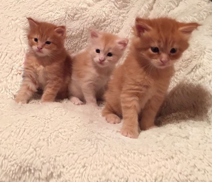  Molto bella e sani gattini main coon  per adozione maschi e femmine disponibili (gratis) 