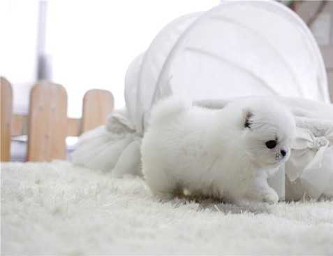 Regalo cuccioli volpino della pomerania 
