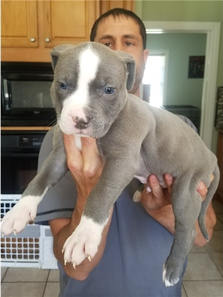 Regalo Cucciolo di pitbull in pronta consegna