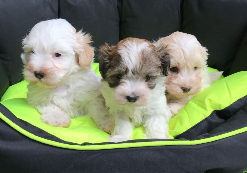 Regalo cuccioli di maltese per l'adozione disponibili per una buona case, i cuccioli sono ben treno