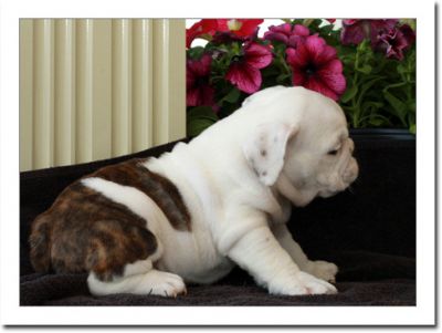 bella bulldog inglese