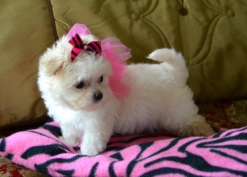 Dolce cuccioli di  maltese toy  in cerca di una nuova casa.
