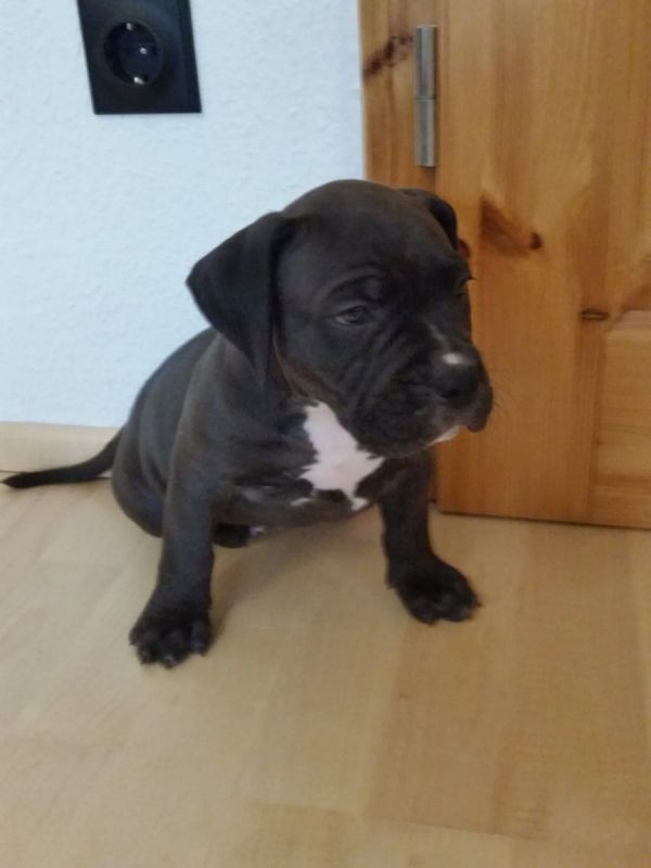   cuccioli di pitbull  per adozione ( maschio e femmina )