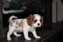 Bellissimi cuccioli di Cavalier King