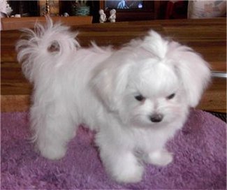 BELLA MALTESE PUPPY IN REGALO