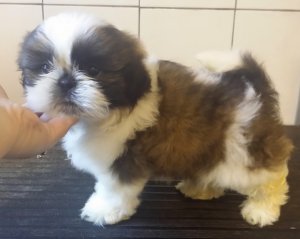 Abbiamo una bellissima cucciolata di SHIH-TZU trcolore.