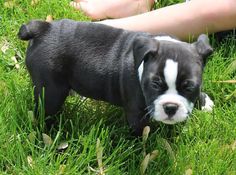 Molto bella e sani cuccioli di Bulldog Francese per adozione maschi e femmine disponibili (gratis) 