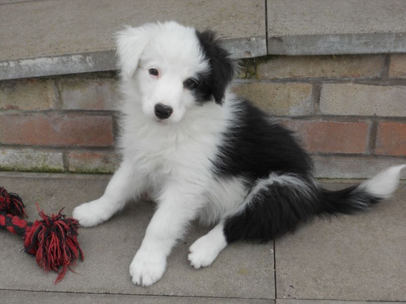Bellissimi cuccioli di Border collie con Pedigree