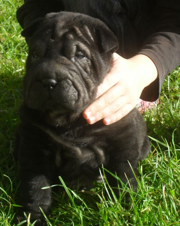 Canni   shar pei