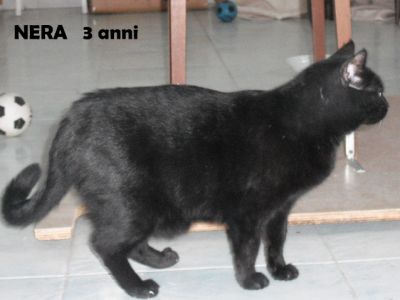 Nera micia adulta ancora giovane cerca casa