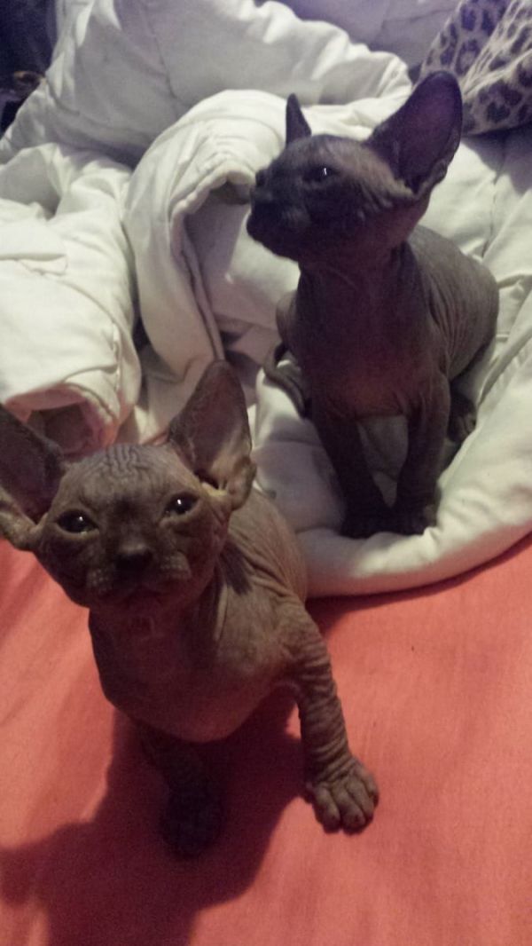 Molto bella e sani gattini Sphynx  per adozione maschi e femmine disponibili (gratis)