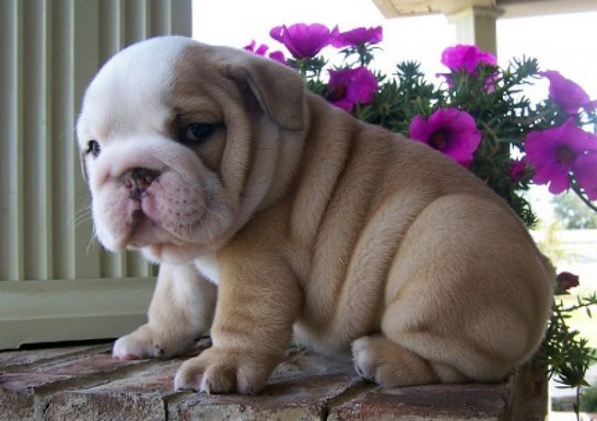 Disponibili cuccioli di Bulldog maschi e femmine
