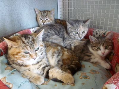 Cinque gattine a Busto Arsizio (VA)