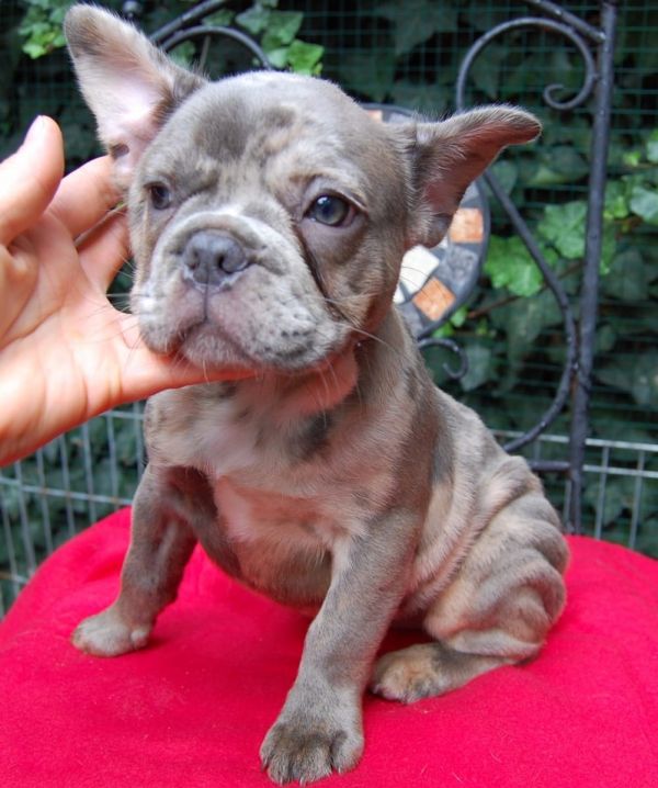  cuccioli di Bulldog Francese  ( Gratis )