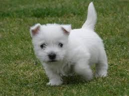 Abbiamo disponibili cuccioli di scottish terrier Maschietti e Femminucce