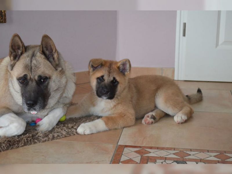 Regalo Akita Splendidi cuccioli..