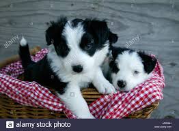 Abbiamo disponibili cuccioli di border collie
