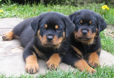  regalo cuccioli di rottweiler disponibili per l'adozione