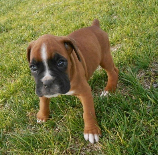 Regalo Cuccioli Boxer