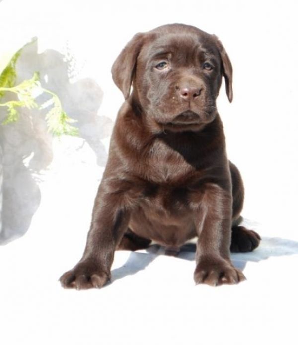 Regalo Labrador Disponiamo di una cucciolata di Labrador, i cuccioli verranno Dato dopo 90 giorni da
