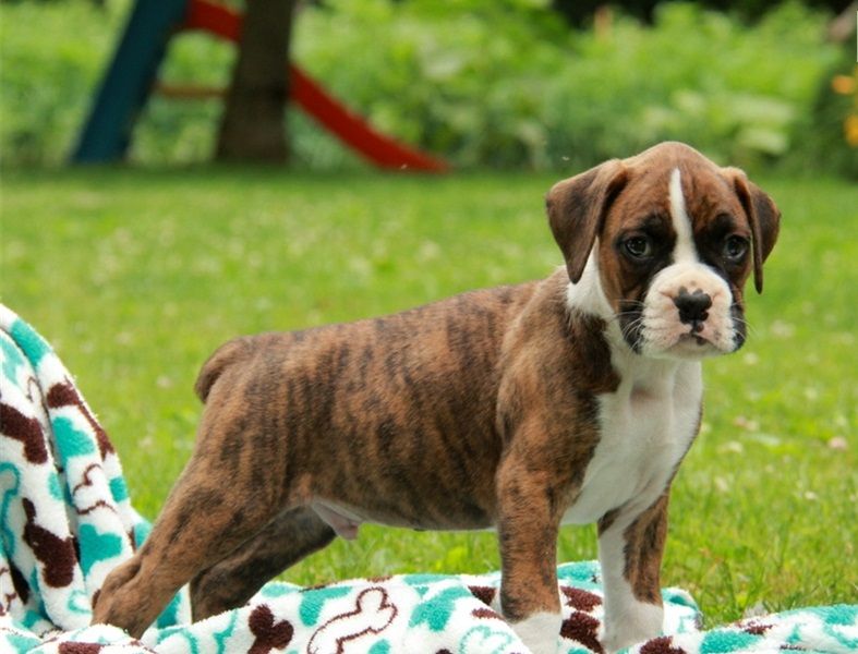 Regalo Cuccioli di Boxer
