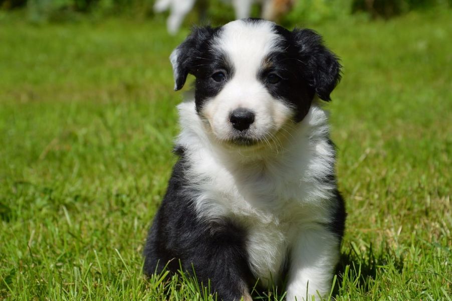 Cuccioli di AUSTRALIANO PASTORE  per adozione ( maschio e femmina )