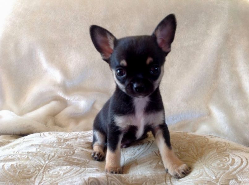 Tre cuccioli chihuahua