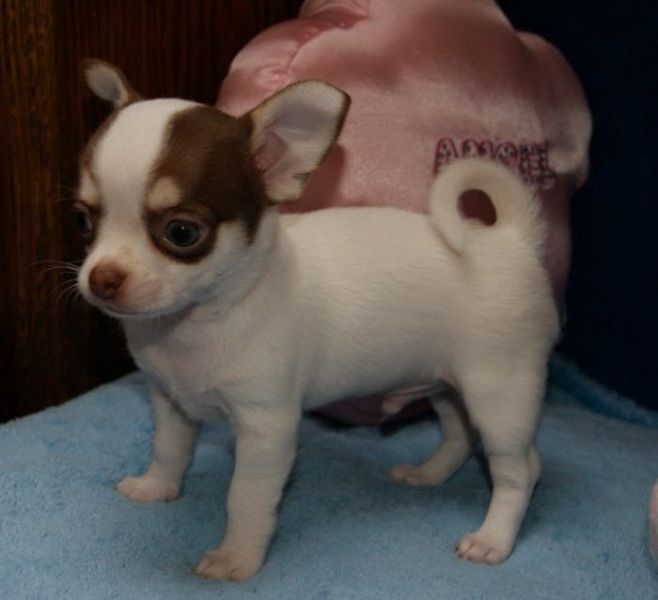  regalo cuccioli di chihuahua disponibili per l'adozione
