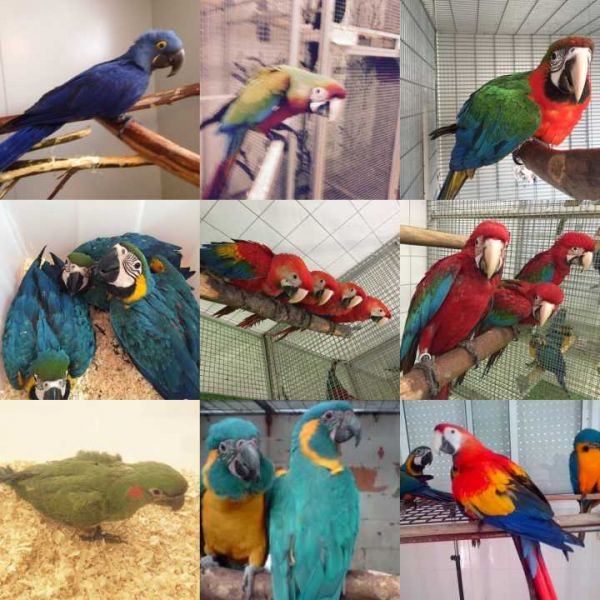 Amazzoni, are, cacatua, grigi africani e uova fertili